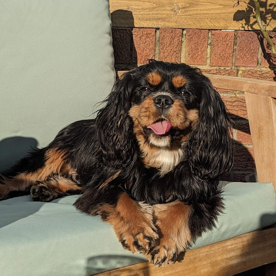 black and tan king charles cavalier dog sticking its tongue out, lounging on a chair